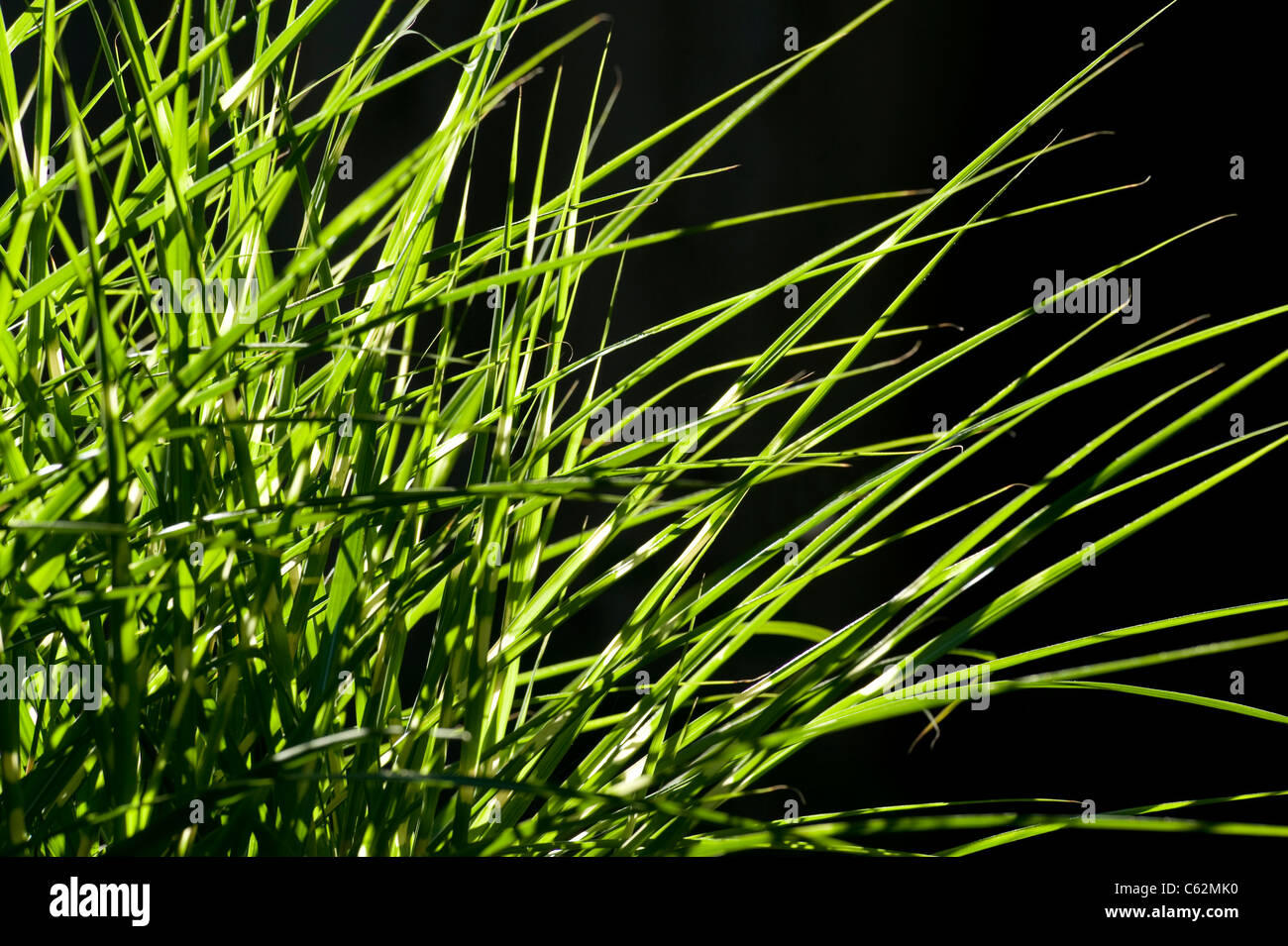Background of Tiger Grass Stock Photo