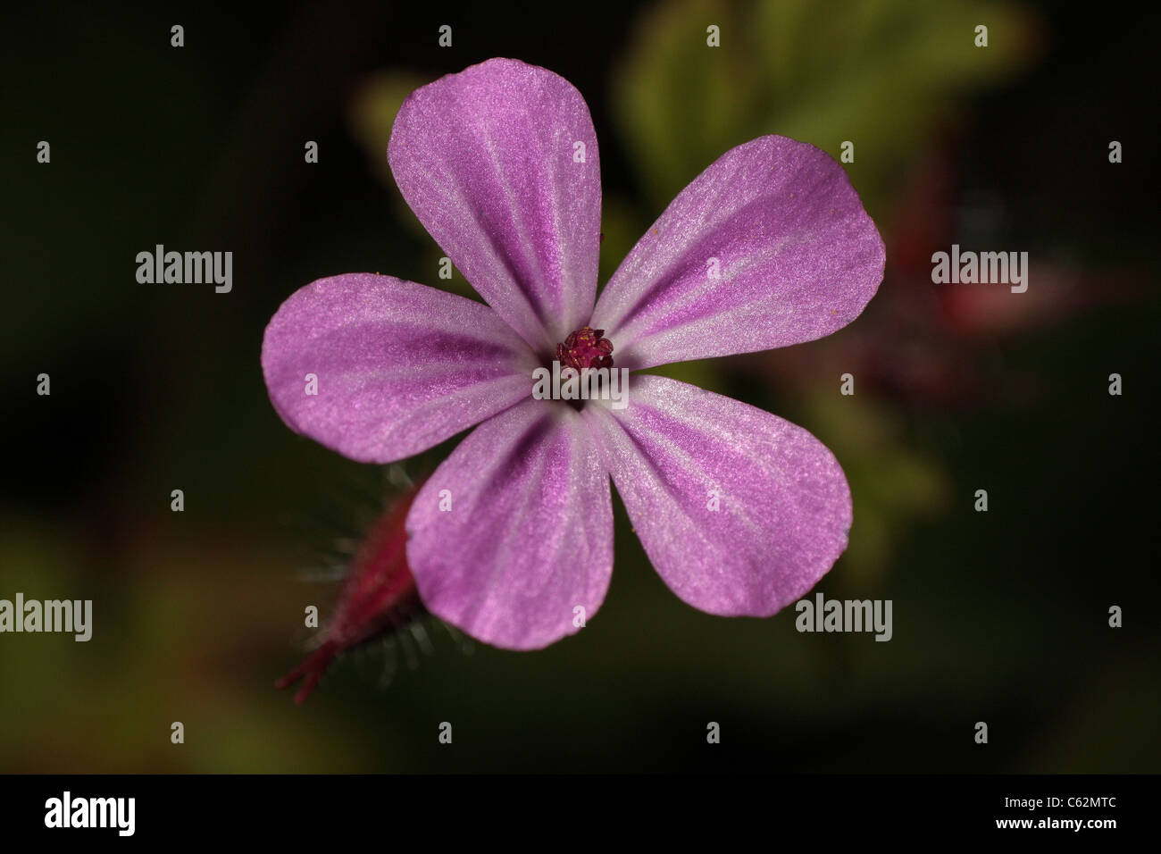 High magnification macro image of Herb Robert flower Stock Photo Alamy