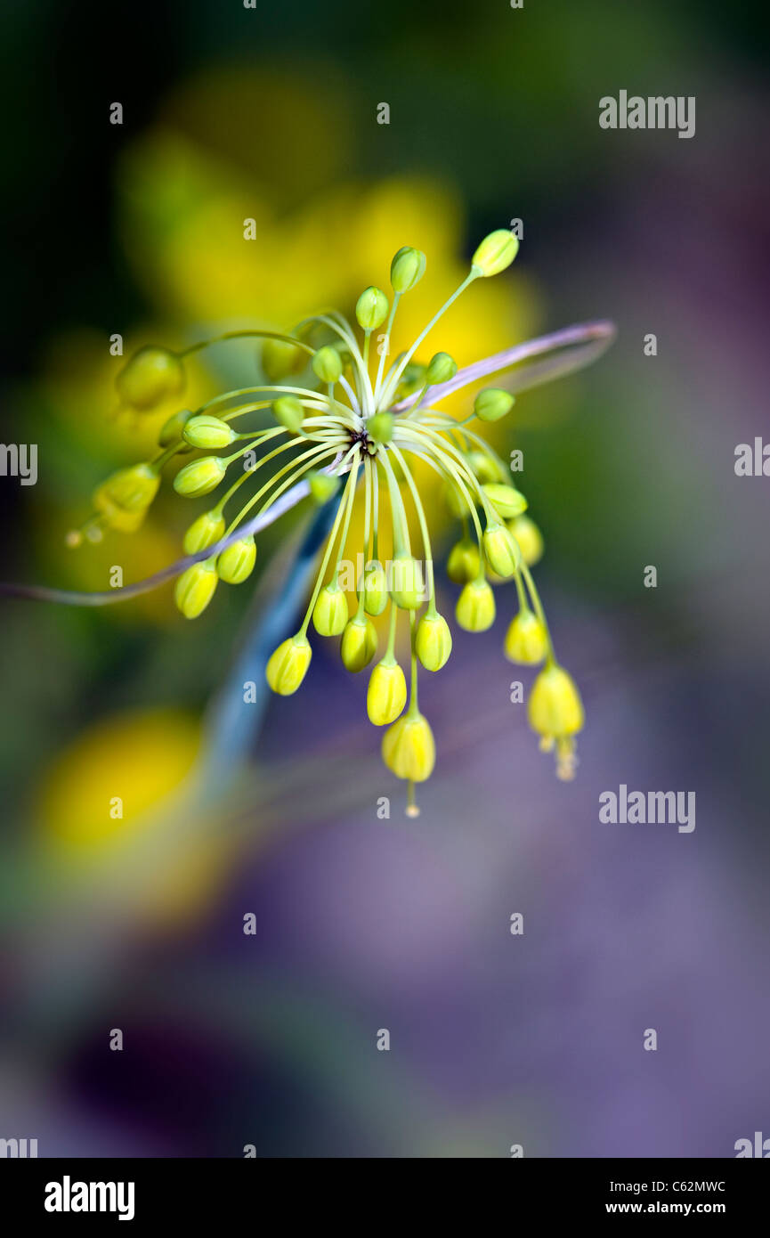 Allium Flavum yellow onion flower Stock Photo Alamy