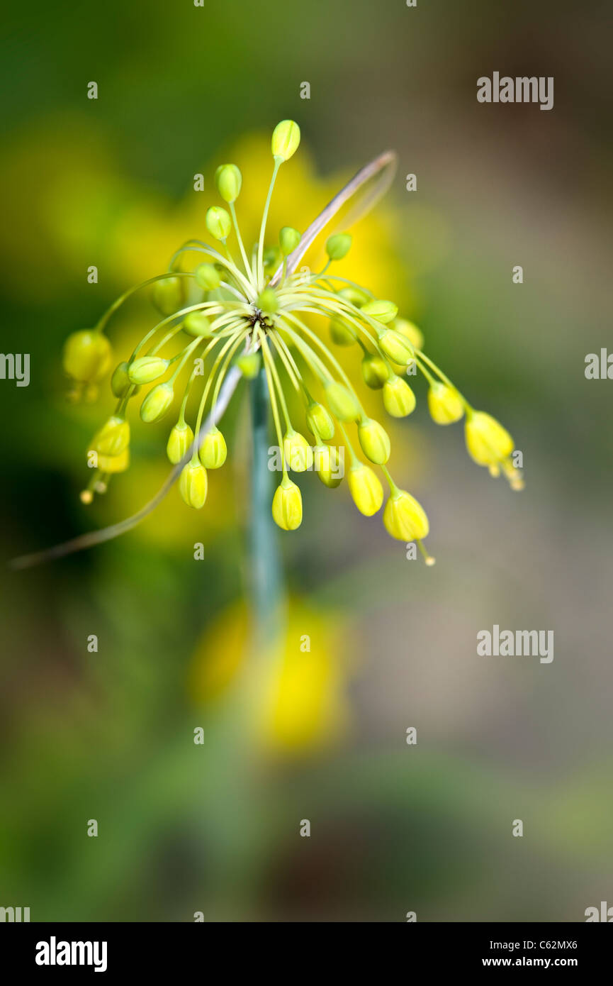 Allium Flavum - yellow onion flower Stock Photo