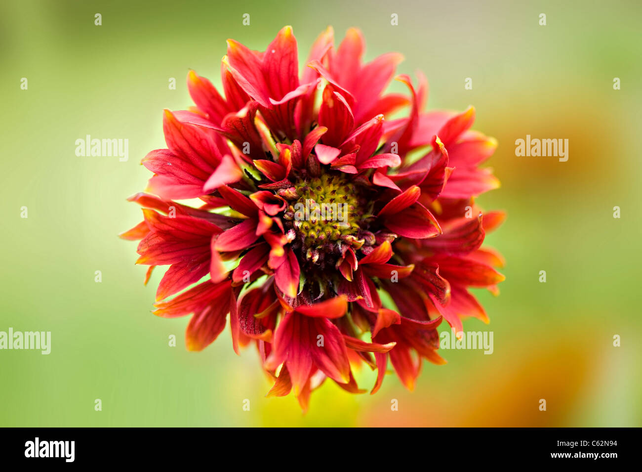 Single Gaillardia ‘Pantomime’ Blanket flower flowers Stock Photo