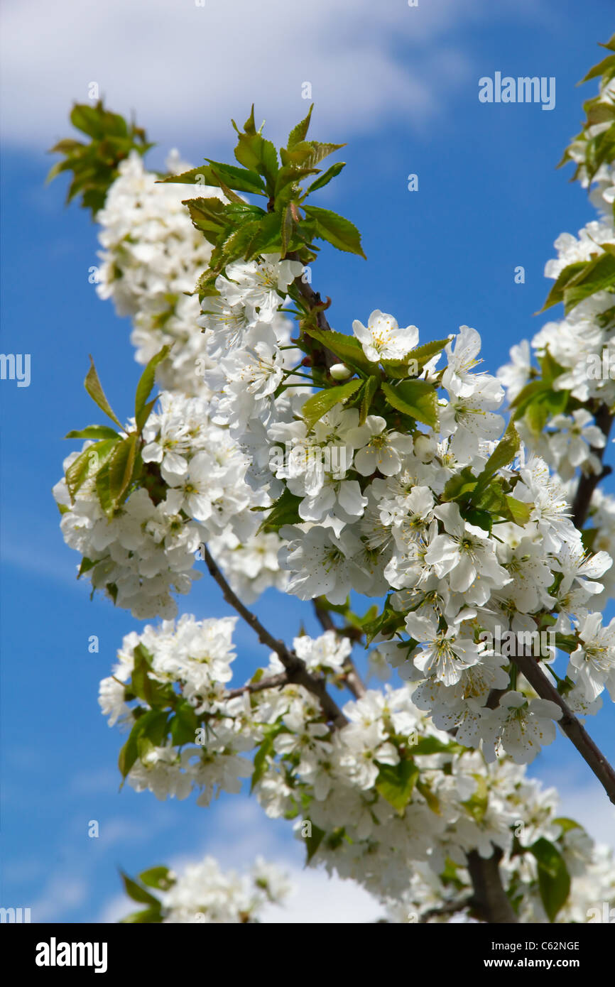 Blooming cherry tree on blue sky background Stock Photo - Alamy