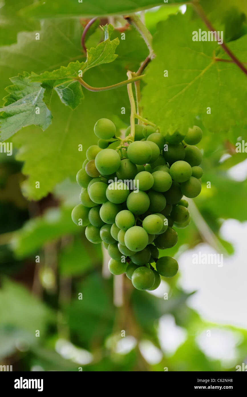 Immature grapes hires stock photography and images Alamy