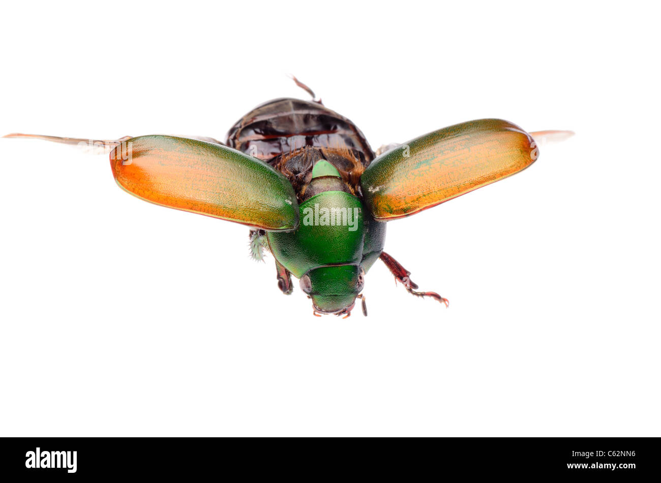 flying insect scarab beetle isolated Stock Photo
