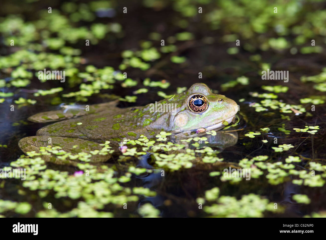 Marsh Frog Rana ridibunda, Kent, UK, summer Stock Photo