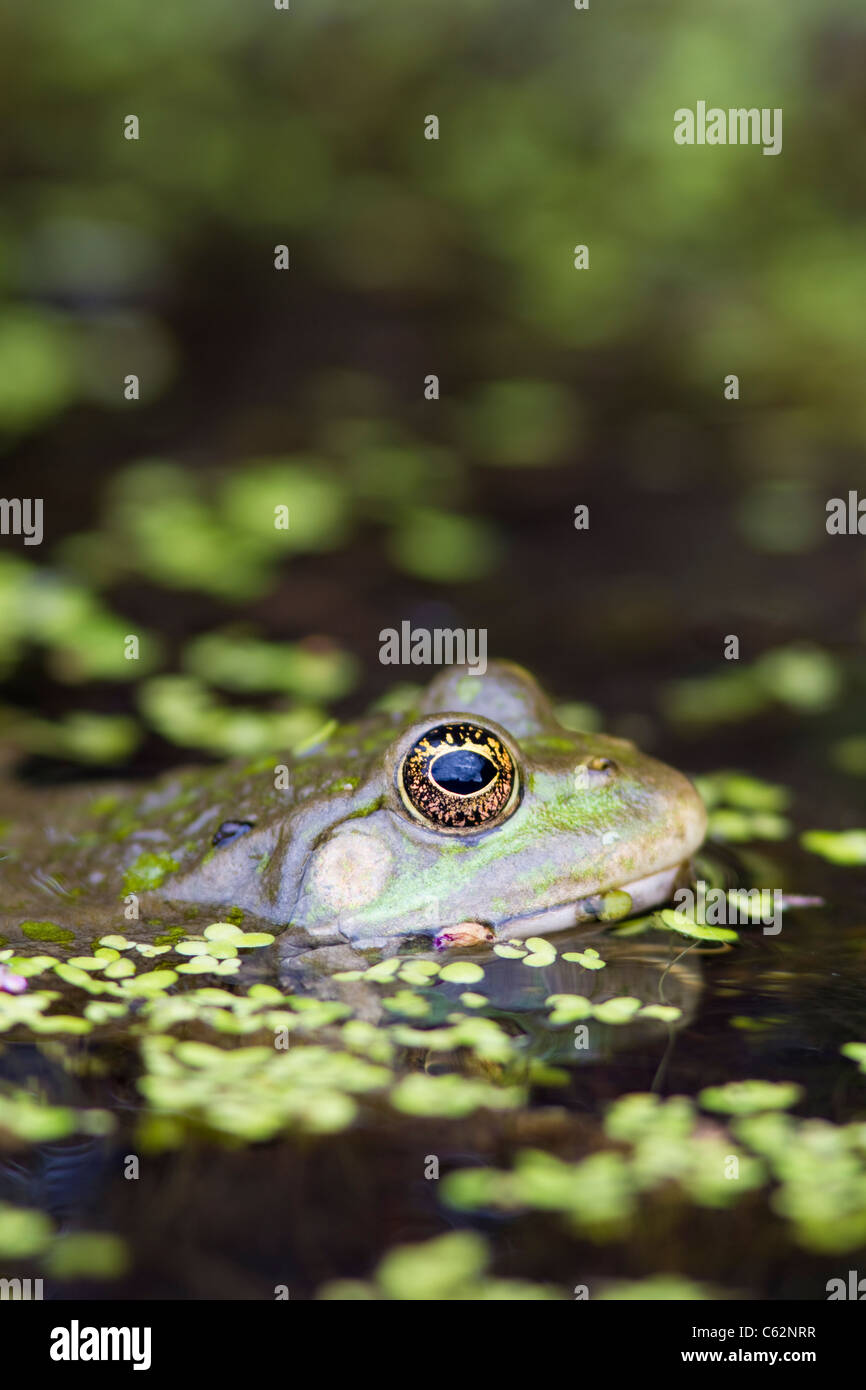 Marsh Frog Rana ridibunda, Kent, UK, summer Stock Photo
