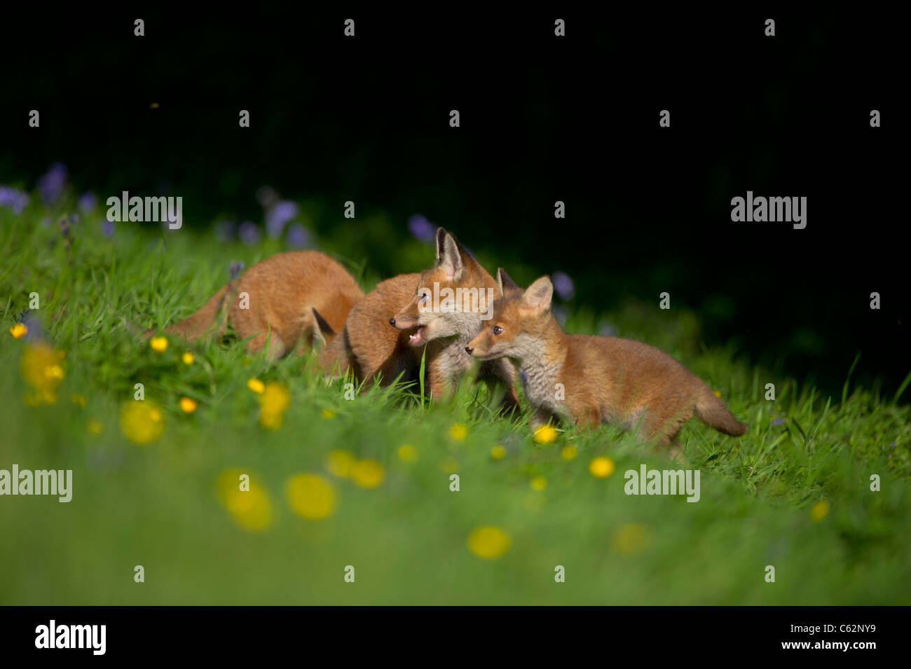 Red fox Vulpes vulpes  Three fox cubs among bluebells on the margins of a flower filled meadow Derbyshire, UK Stock Photo