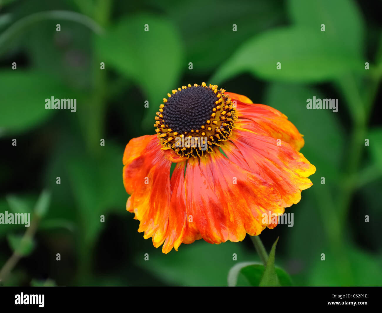 Wet Rudbeckia hirta. Echinacea Stock Photo Alamy