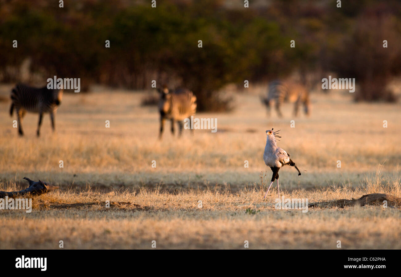 A secretary bird struts over open grassland. Hobatere Lodge, Damaraland, Kaokoveld, Namibia. Stock Photo