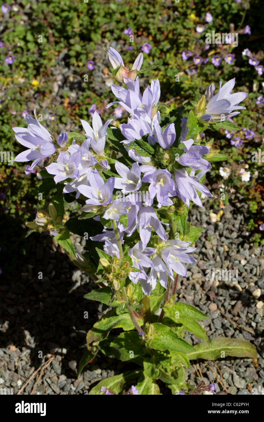 Bell Flower, Campanula moesiaca, Campanulaceae. Greece, Europe. A rare and extremely beautiful plant from the Balkans. Stock Photo