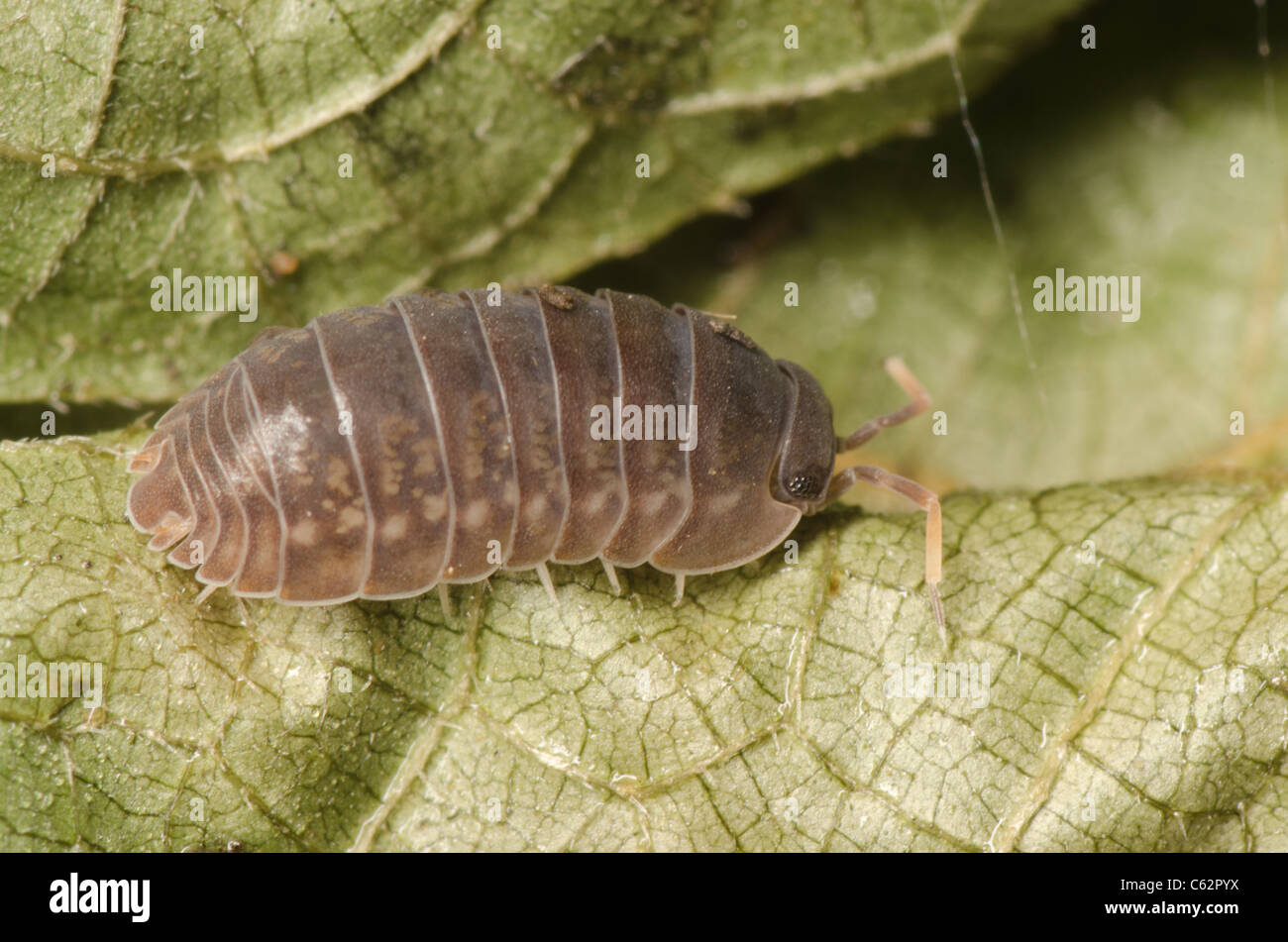 animal pill bug macro Stock Photo