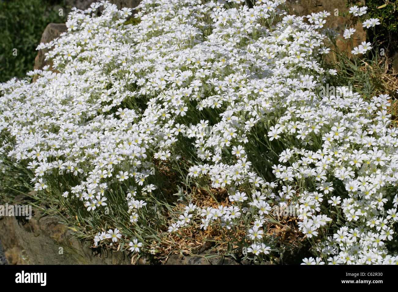 Cerastium boissieri, Caryophyllaceae, Western Mediterranean Stock Photo