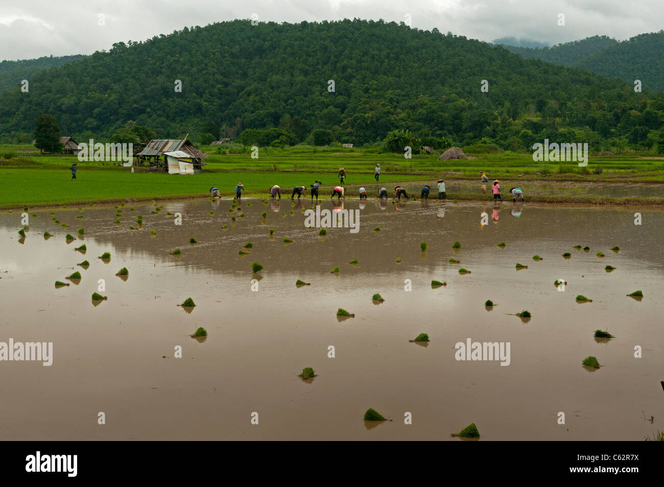 planting rice during the rainy season in northern Thailand Stock Photo