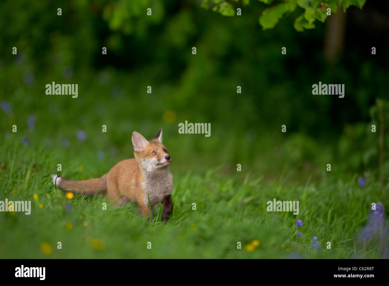 Transfixed hi-res stock photography and images - Alamy