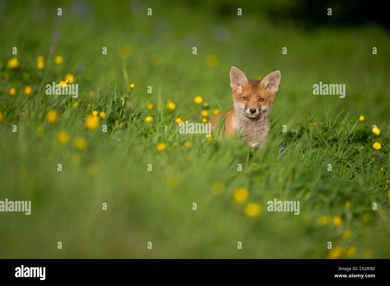 Red fox Vulpes vulpes  Portrait of an alert fox cub in a flower filled meadow  Derbyshire, UK Stock Photo