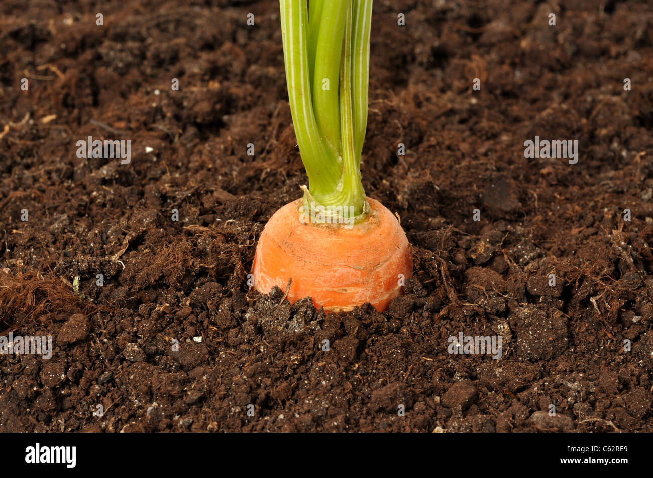 Growing soil hi-res stock photography and images - Alamy