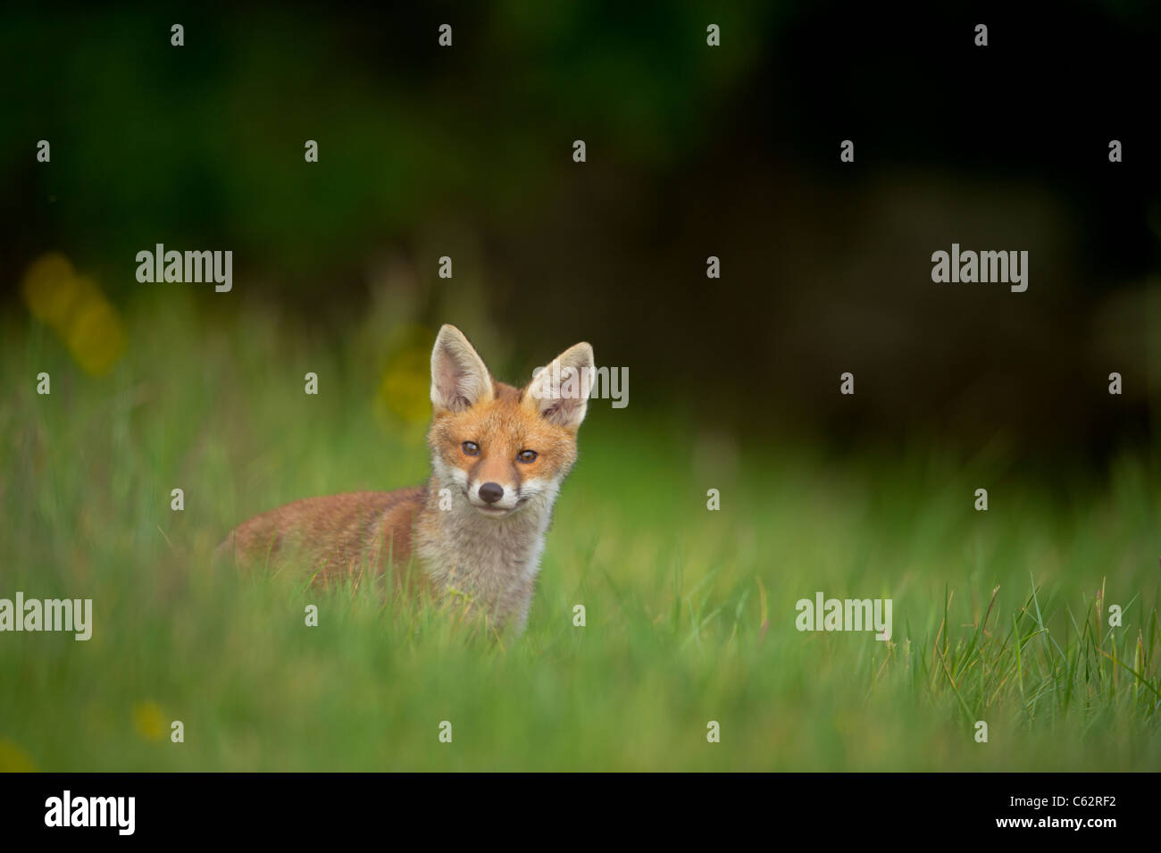 Red fox Vulpes vulpes  Portrait of an alert fox cub in an meadow at dusk Derbyshire, UK Stock Photo