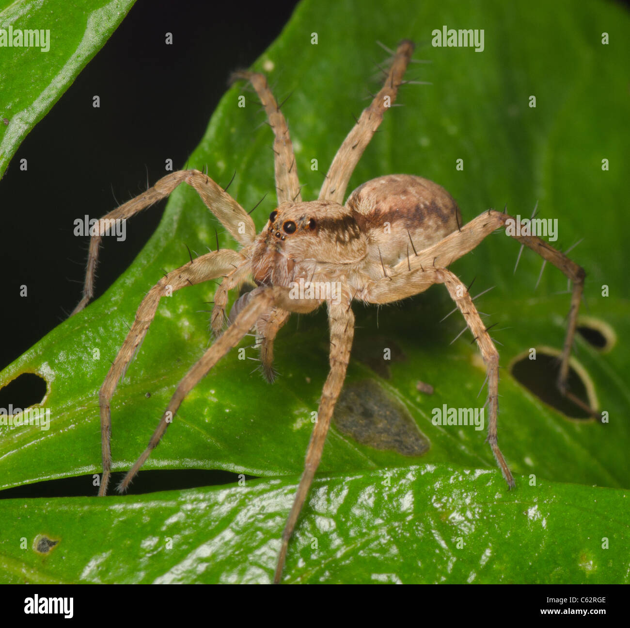 jumping spider on green leaf Stock Photo - Alamy