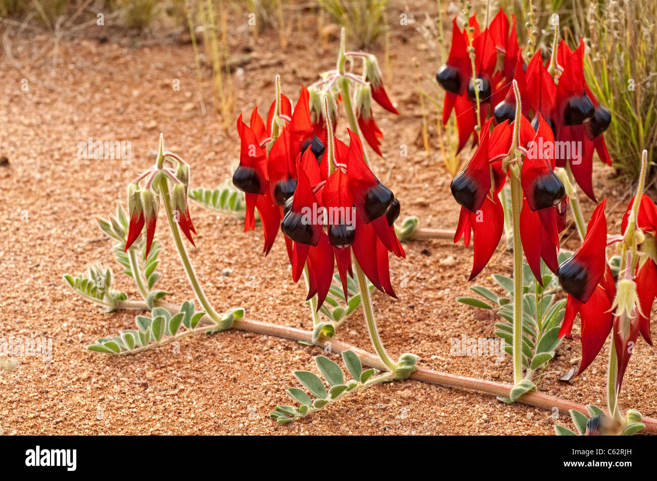 Sturt's Desert Pea flowers,Swainsona formosa. Stock Photo