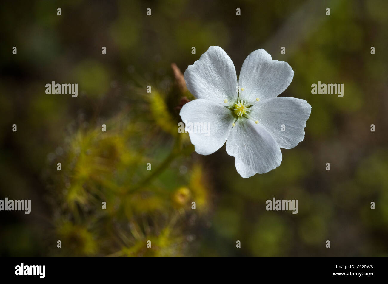Drosera peltata Grampians Pale Sundew. Stock Photo