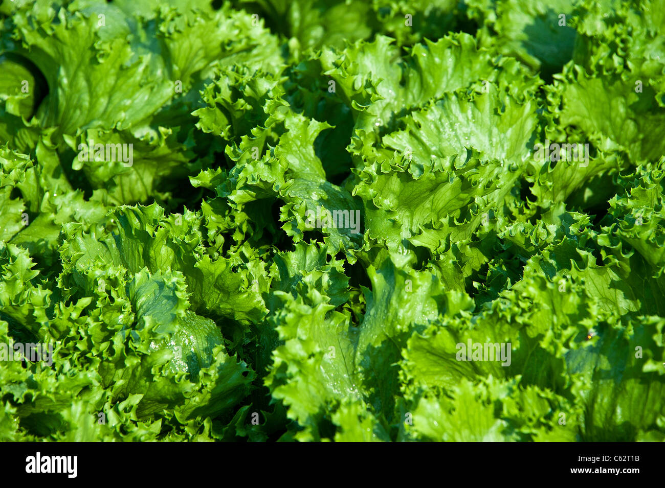 Ithaca lettuce growing in a vegetable garden Stock Photo Alamy