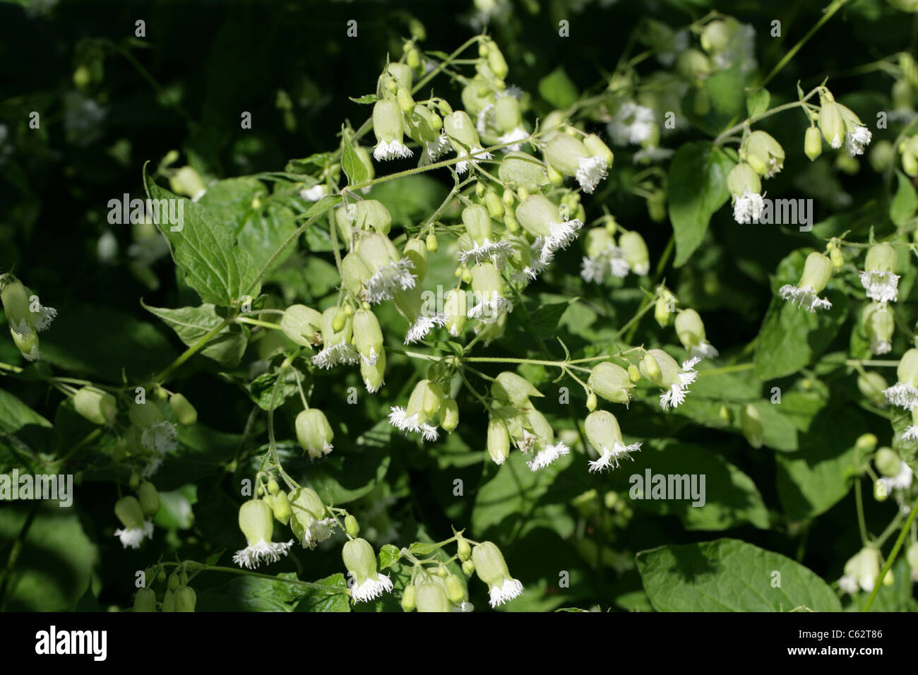 Fransglim, Silene fimbriata, Caryophyllaceae. Armenia, Germany. Stock Photo