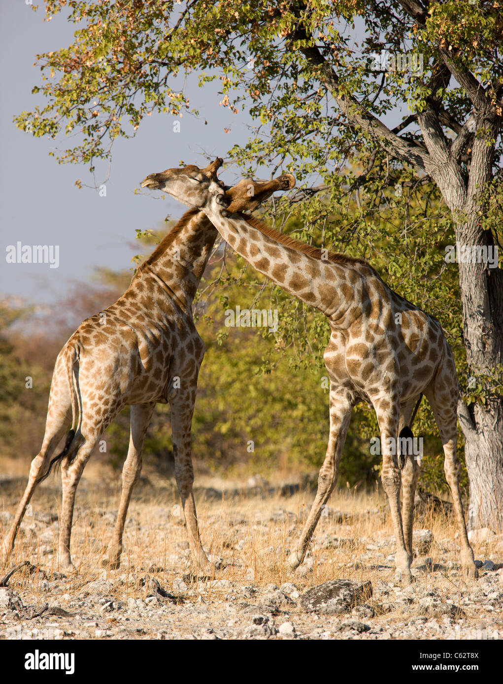 giraffes fighting gif