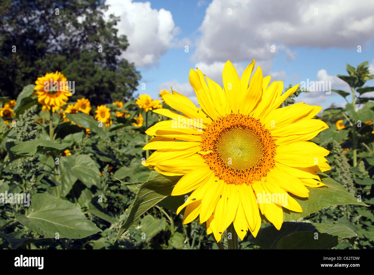 Field of sunflowers against blue sky Stock Photo - Alamy