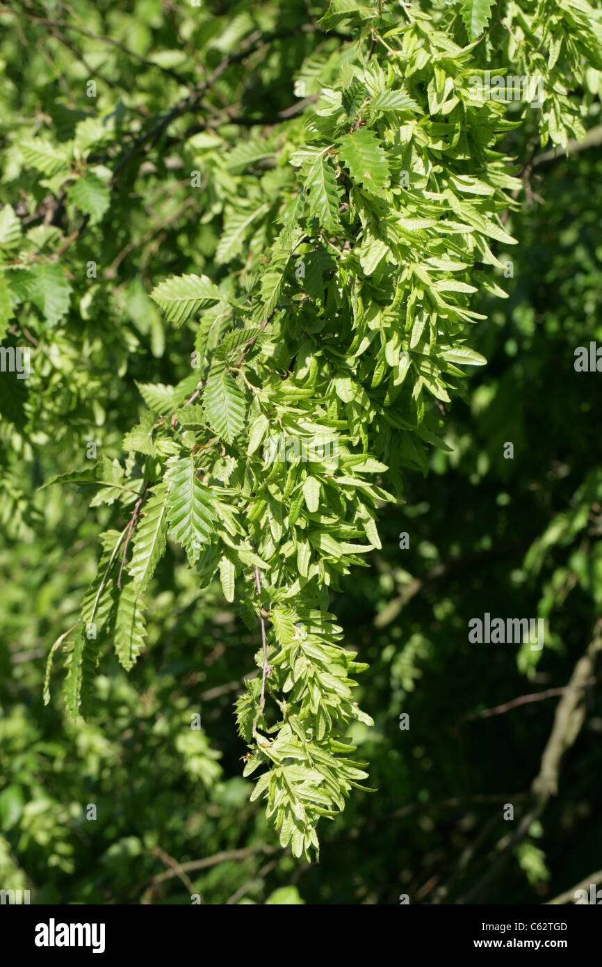 European or Common Hornbeam, Carpinus betulus 'Incisa', Betulaceae (Corylaceae). Europe. Stock Photo