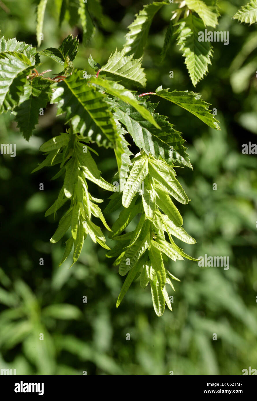 European or Common Hornbeam, Carpinus betulus 'Incisa', Betulaceae (Corylaceae). Europe. Stock Photo