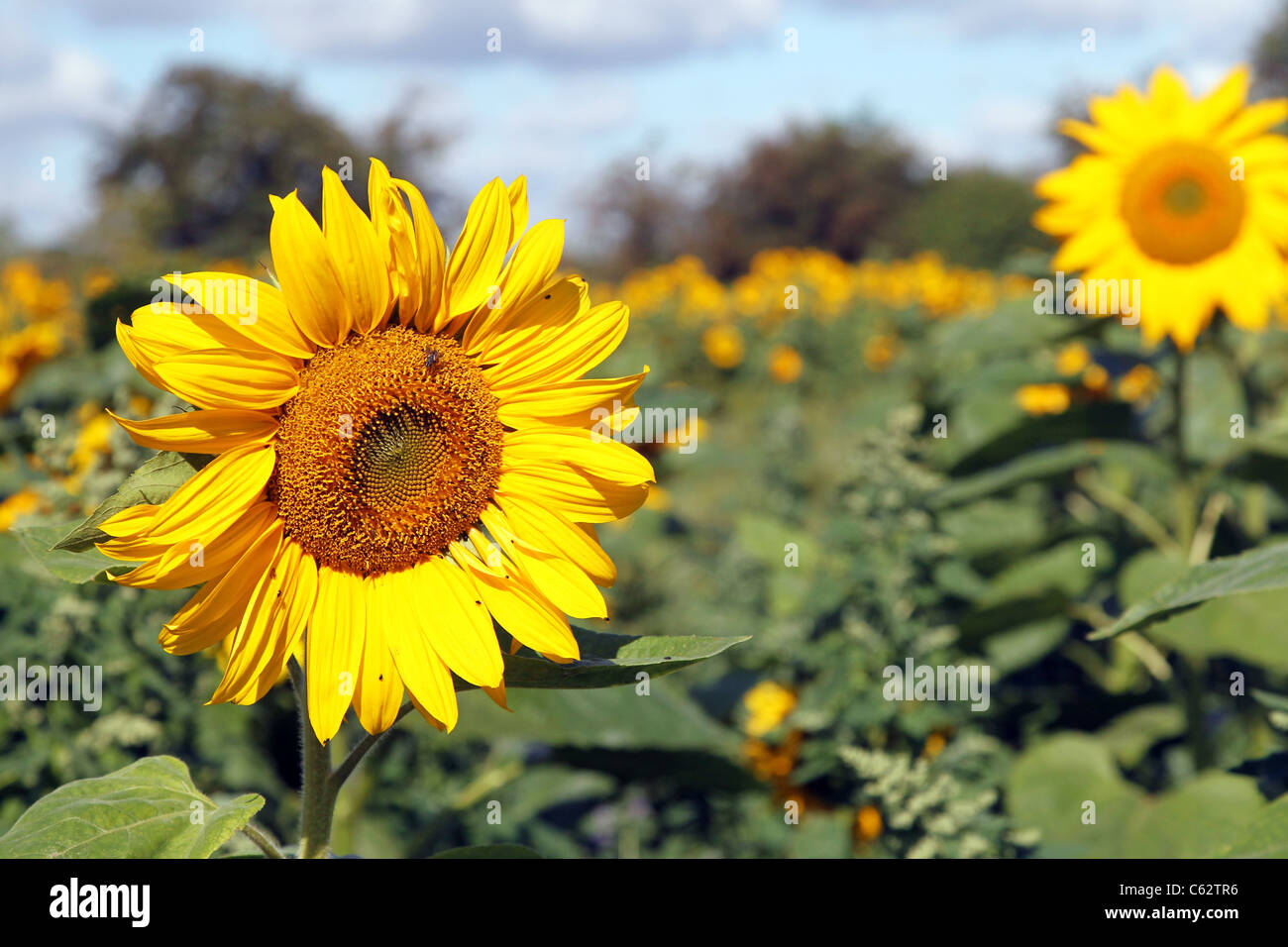 Field of sunflowers against blue sky Stock Photo - Alamy