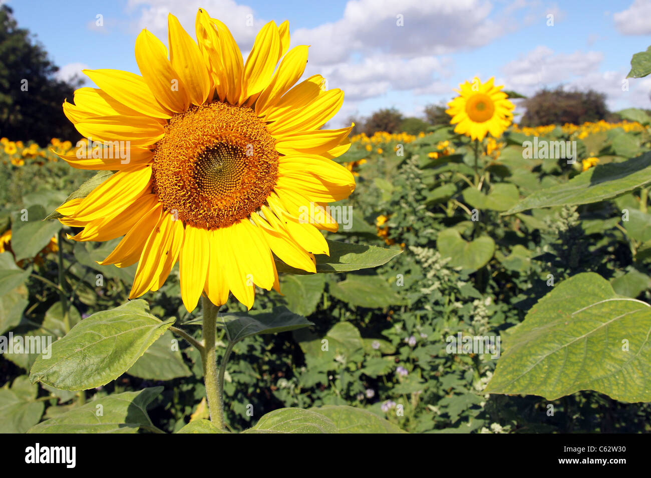 Field of sunflowers against blue sky Stock Photo - Alamy