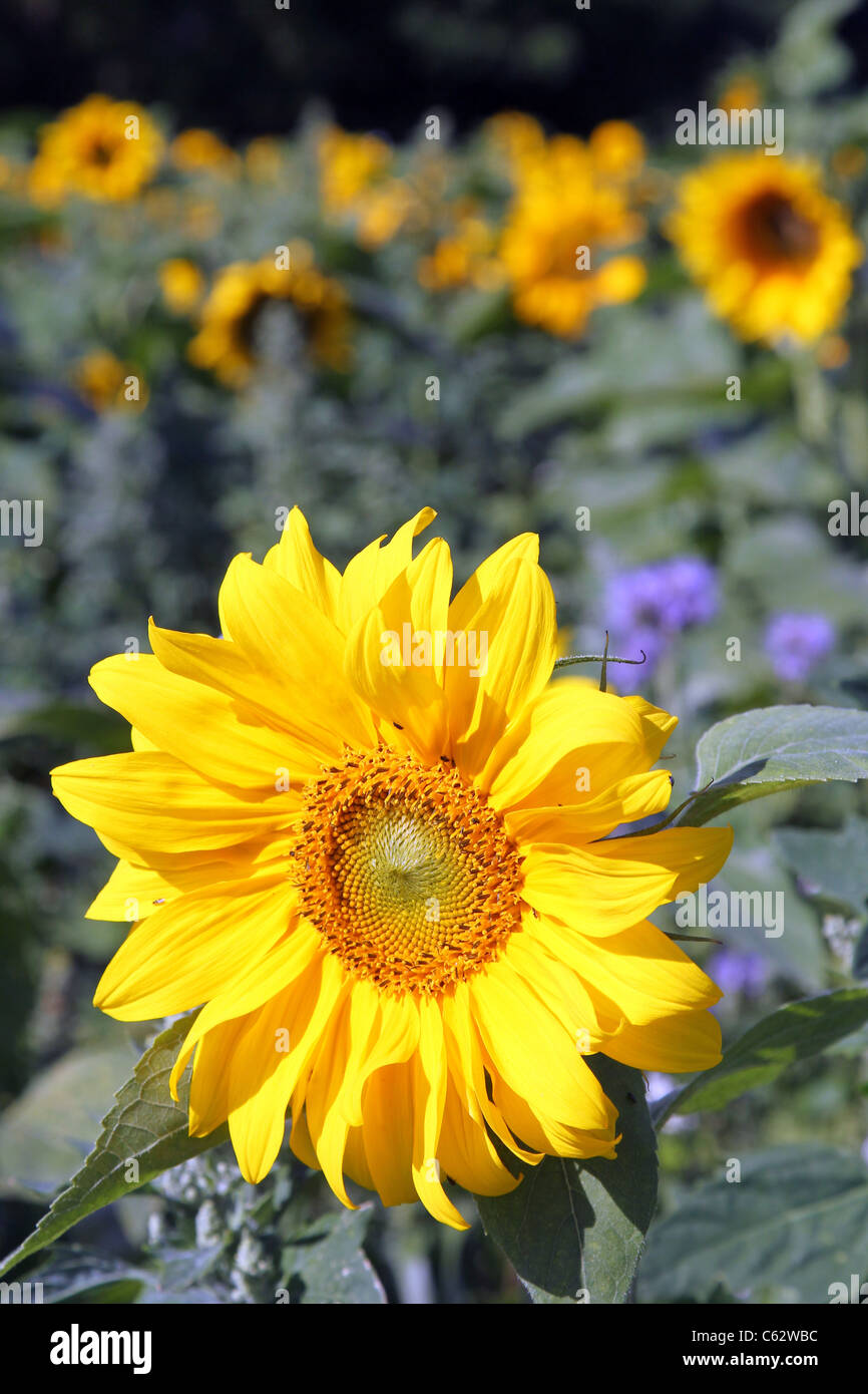 Field of sunflowers against blue sky Stock Photo - Alamy