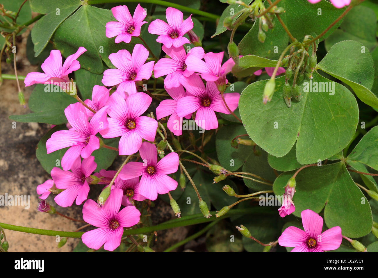 Pink Woodsorrel oxalis debilis corymbosa in Flower Stock Photo