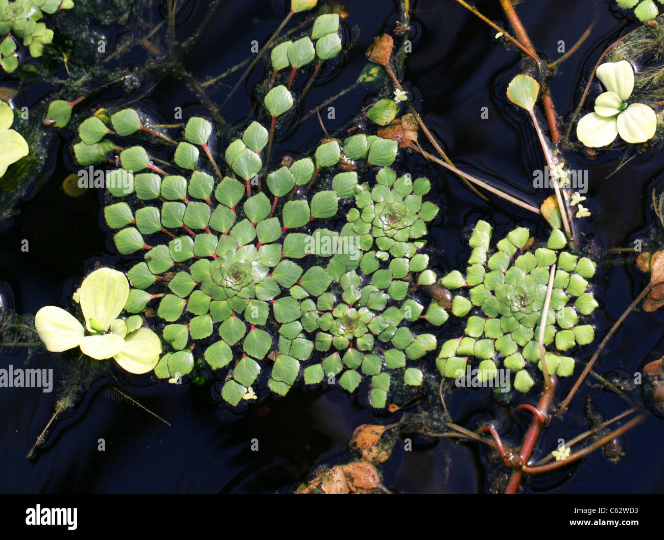 Mosaic Plant or False Loosestrife, Ludwigia sedioides, Onagraceae. Brazil and Venezuela, South America. Stock Photo