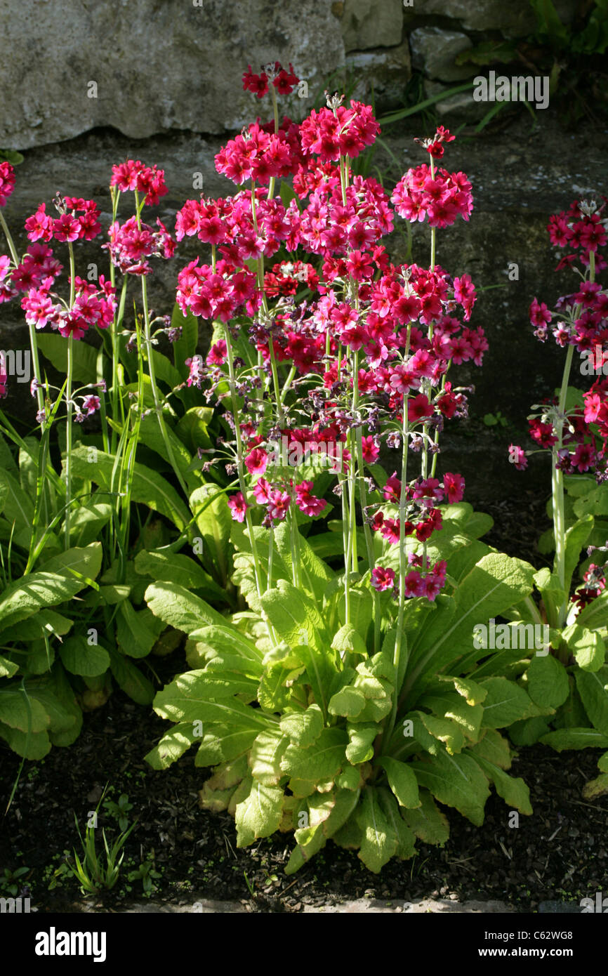 Candelabra Primulas, Primula pulverulenta, Primulaceae. Southern