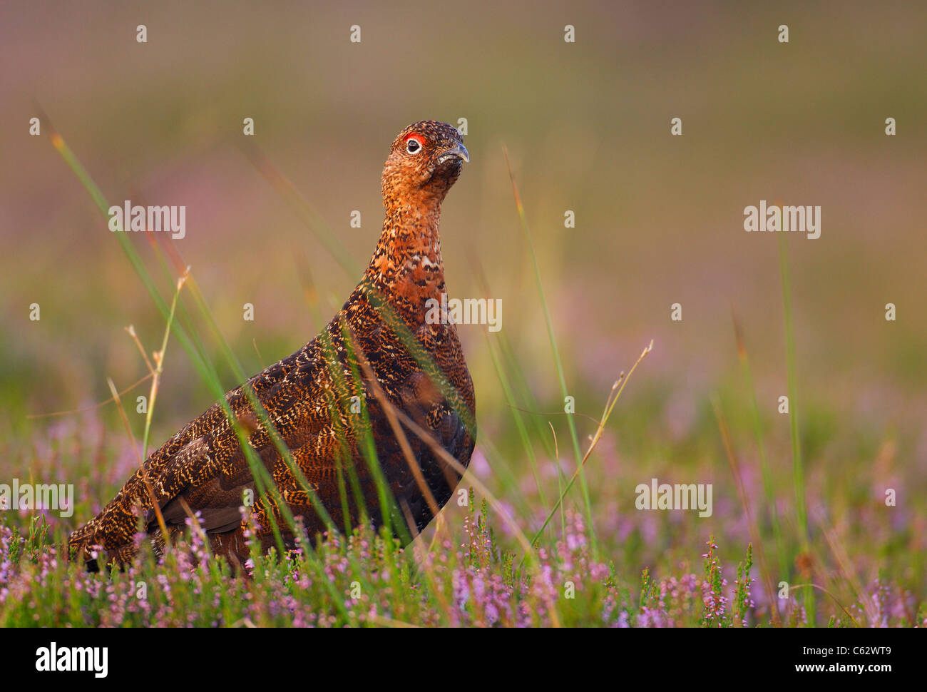 RED GROUSE Lagopus lagopus scoticus  An alert adult male among flowering heather Yorkshire Dales National Park, Yorkshire, UK Stock Photo