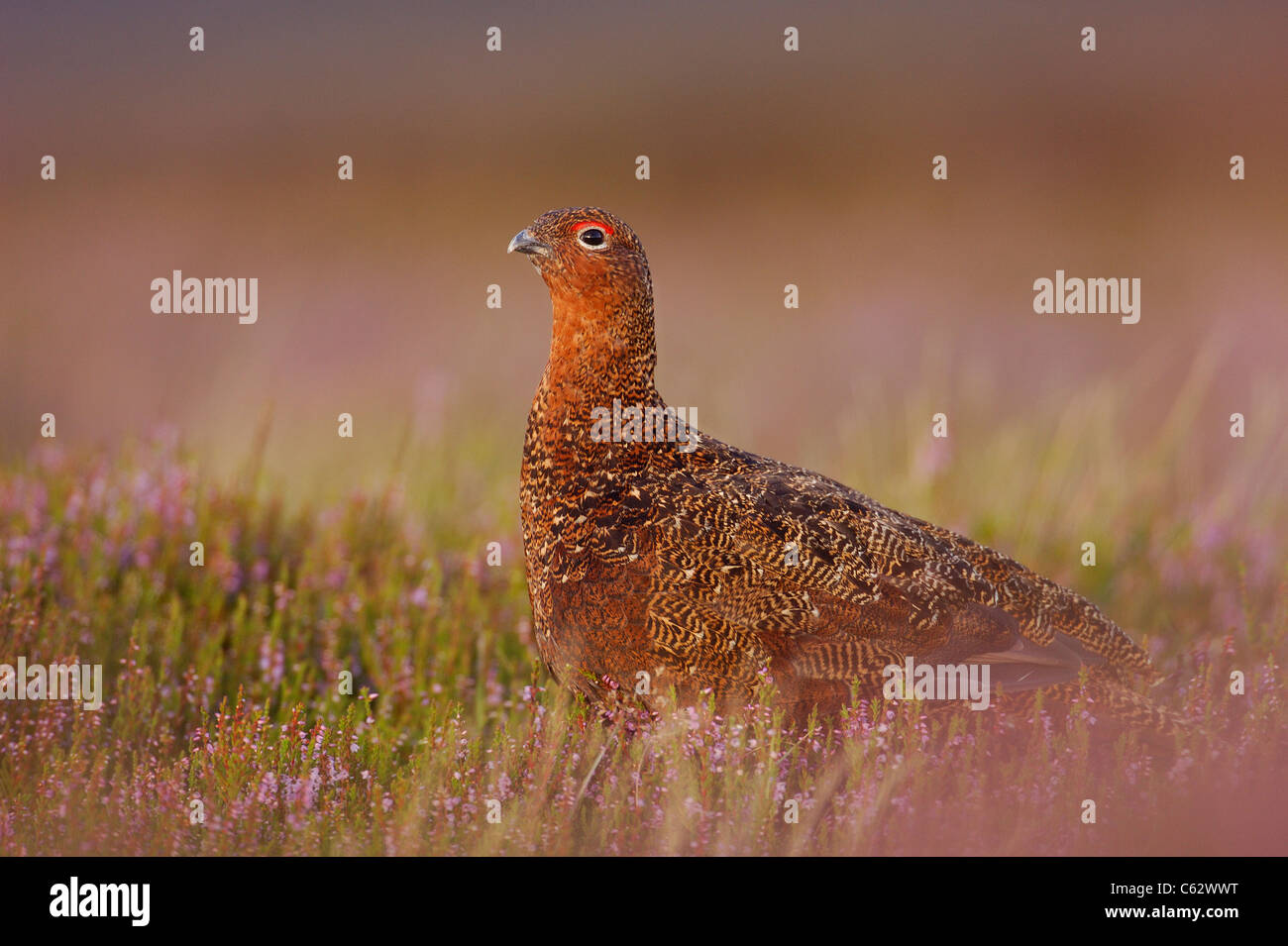 RED GROUSE Lagopus lagopus scoticus  An adult male among flowering heather  Yorkshire Dales National Park, Yorkshire, UK Stock Photo