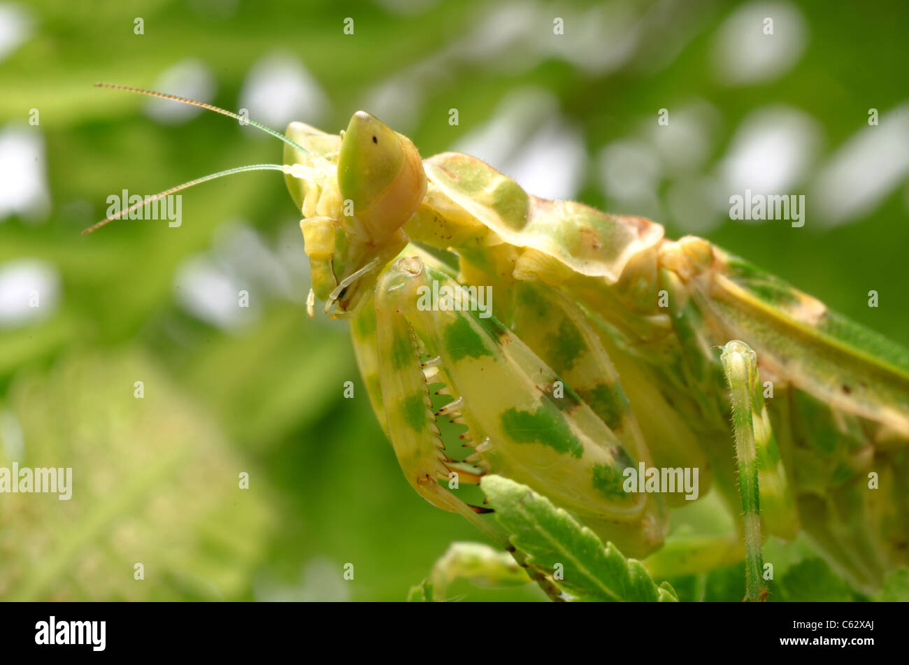 green flower praying mantis Stock Photo Alamy