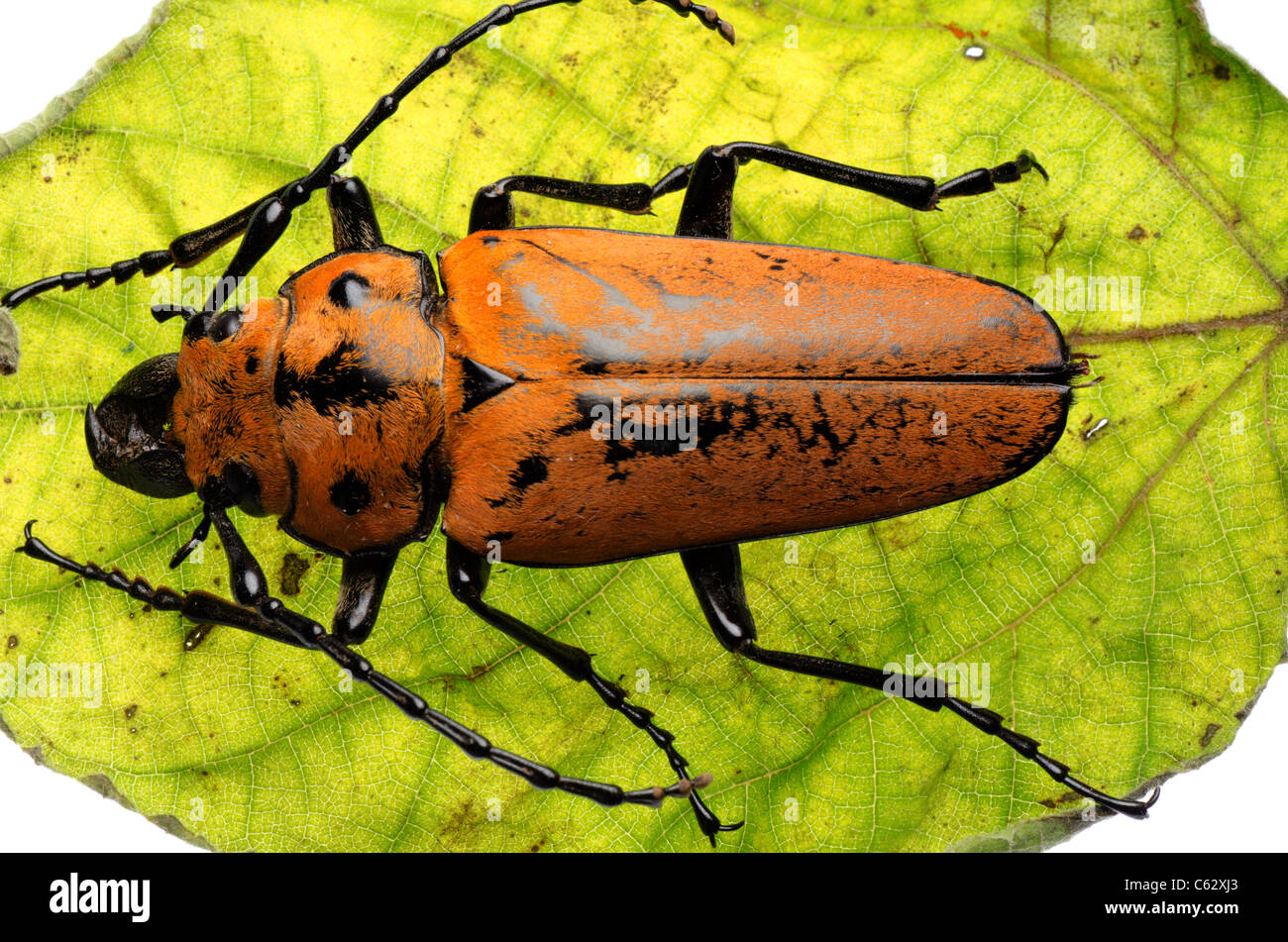 rare insect Trictenotomidae beetle Stock Photo