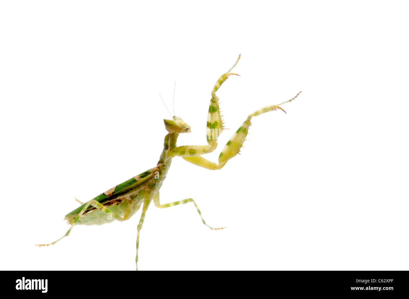 green flower praying mantis Stock Photo Alamy