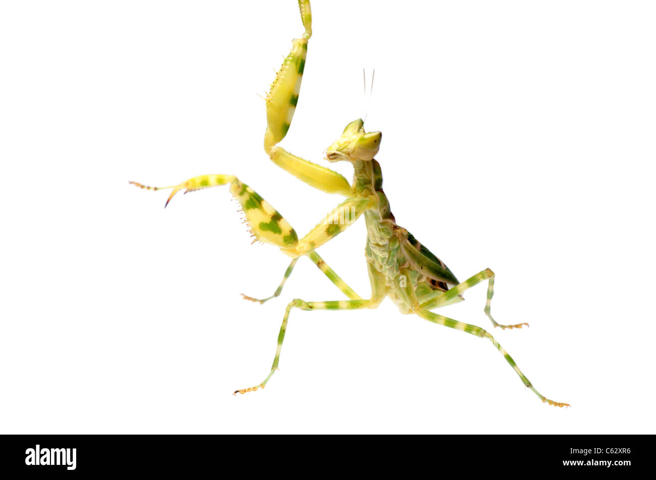 green flower praying mantis Stock Photo Alamy