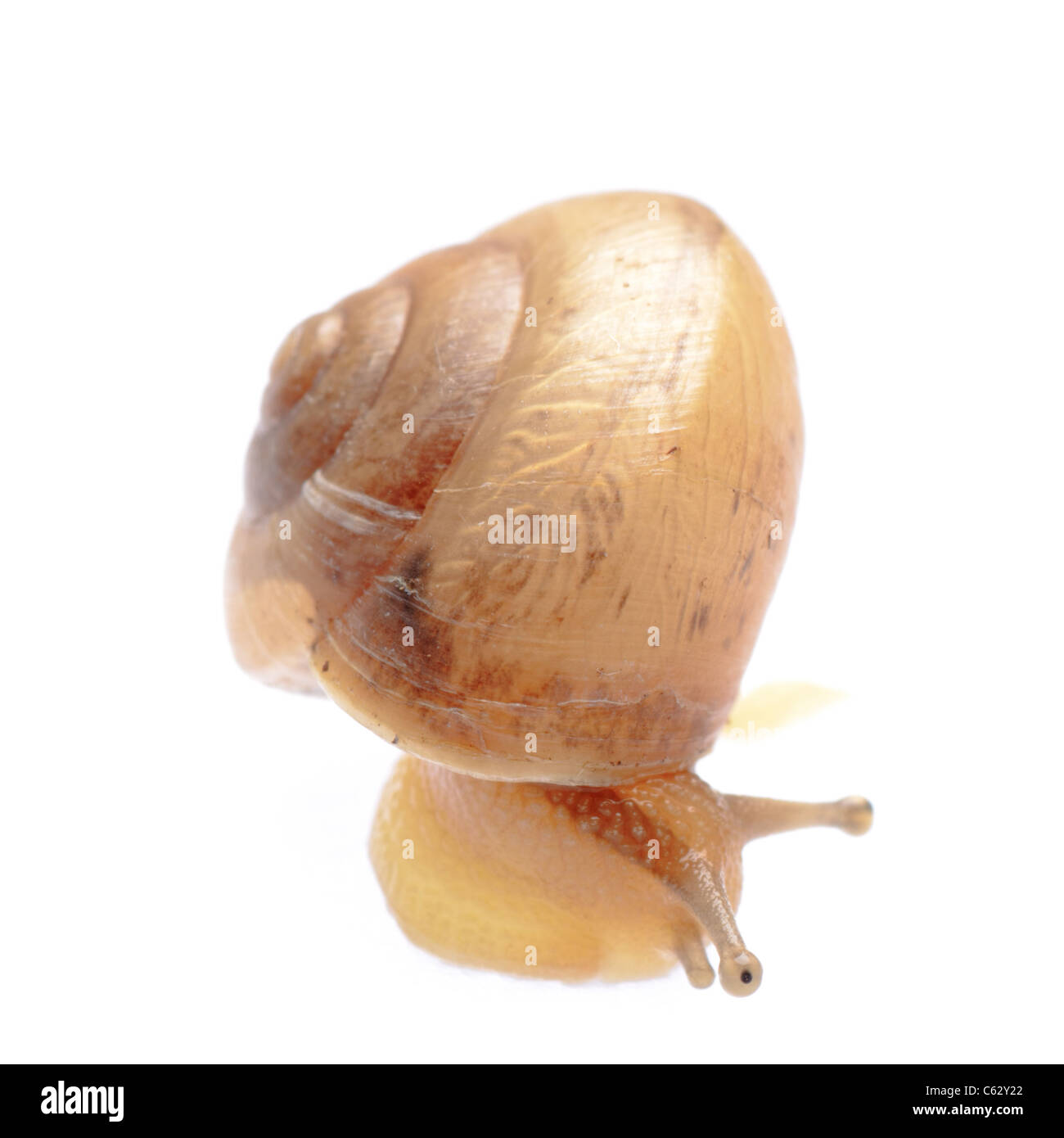 greden snail isolated on white background Stock Photo