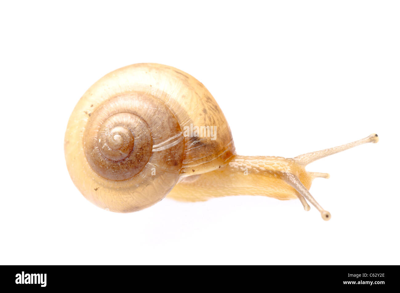greden snail isolated on white background Stock Photo
