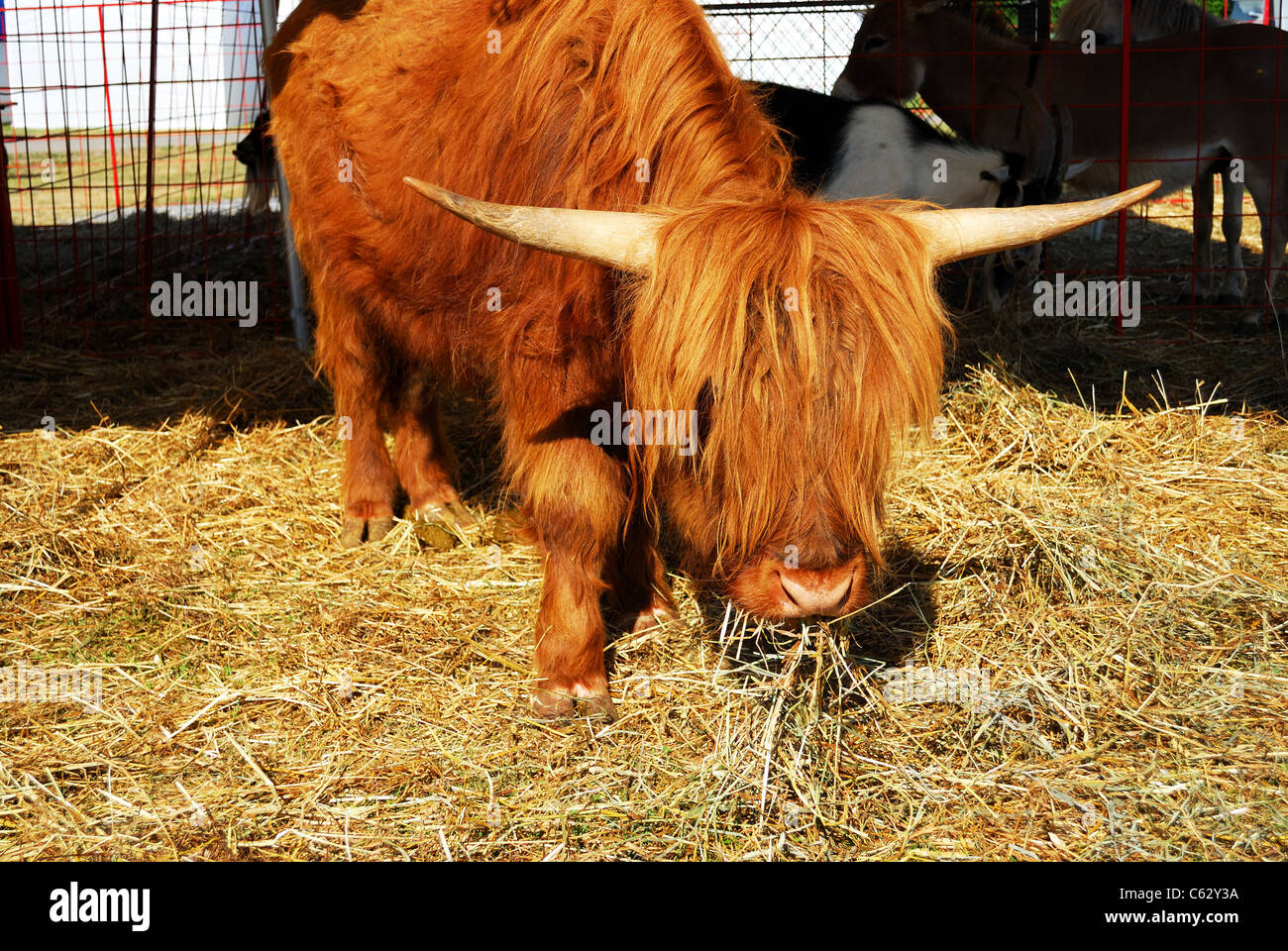 Animal at county fair. Stock Photo