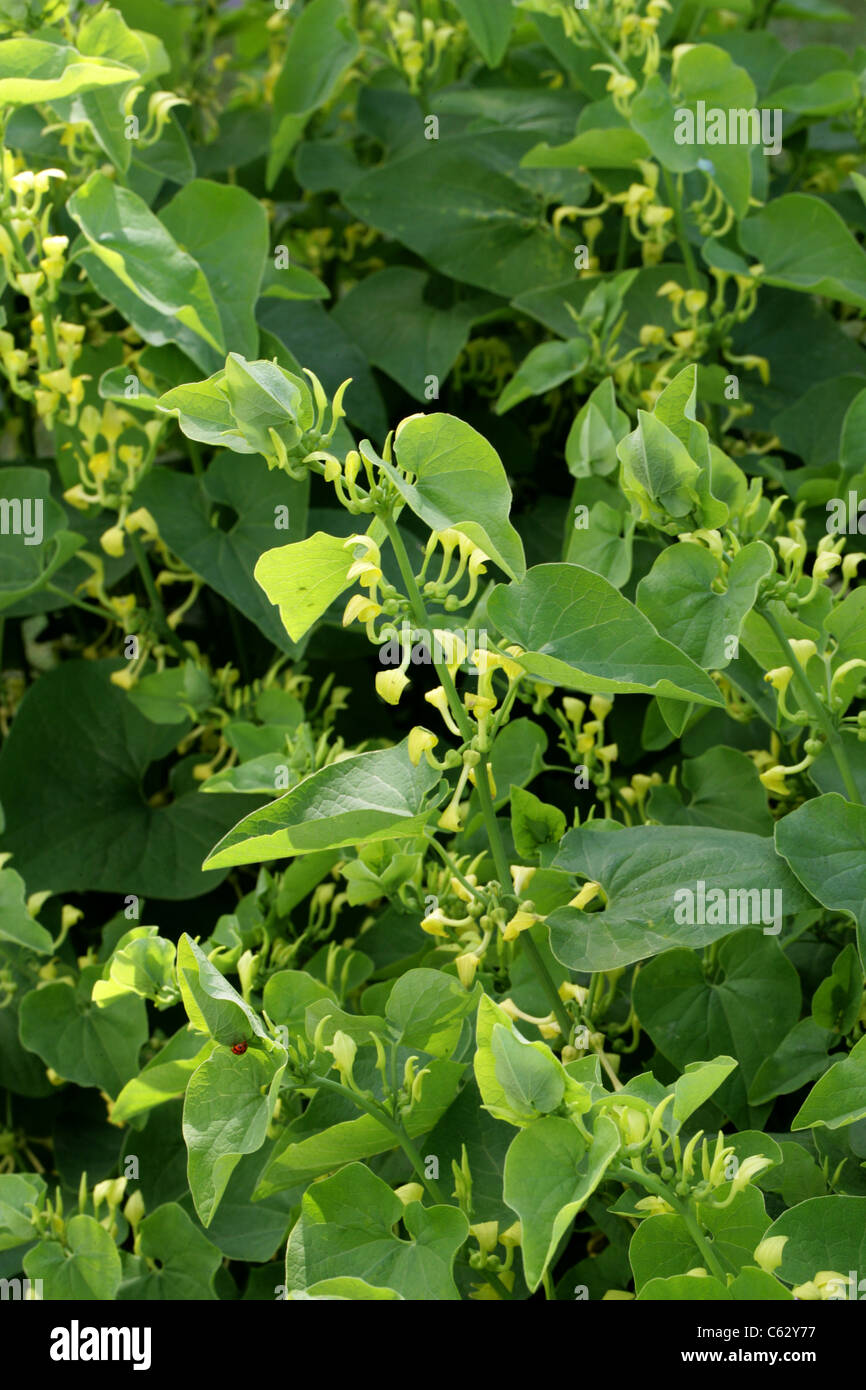 Asarabacca or Birthwort, Aristolochia clematitis, Aristolochiaceae. Europe. Stock Photo