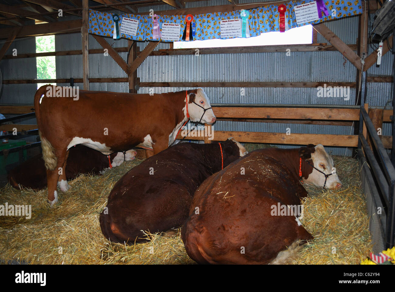 Three award winning dairy animals Stock Photo - Alamy Three award winning dairy animals Stock Photo - Alamy