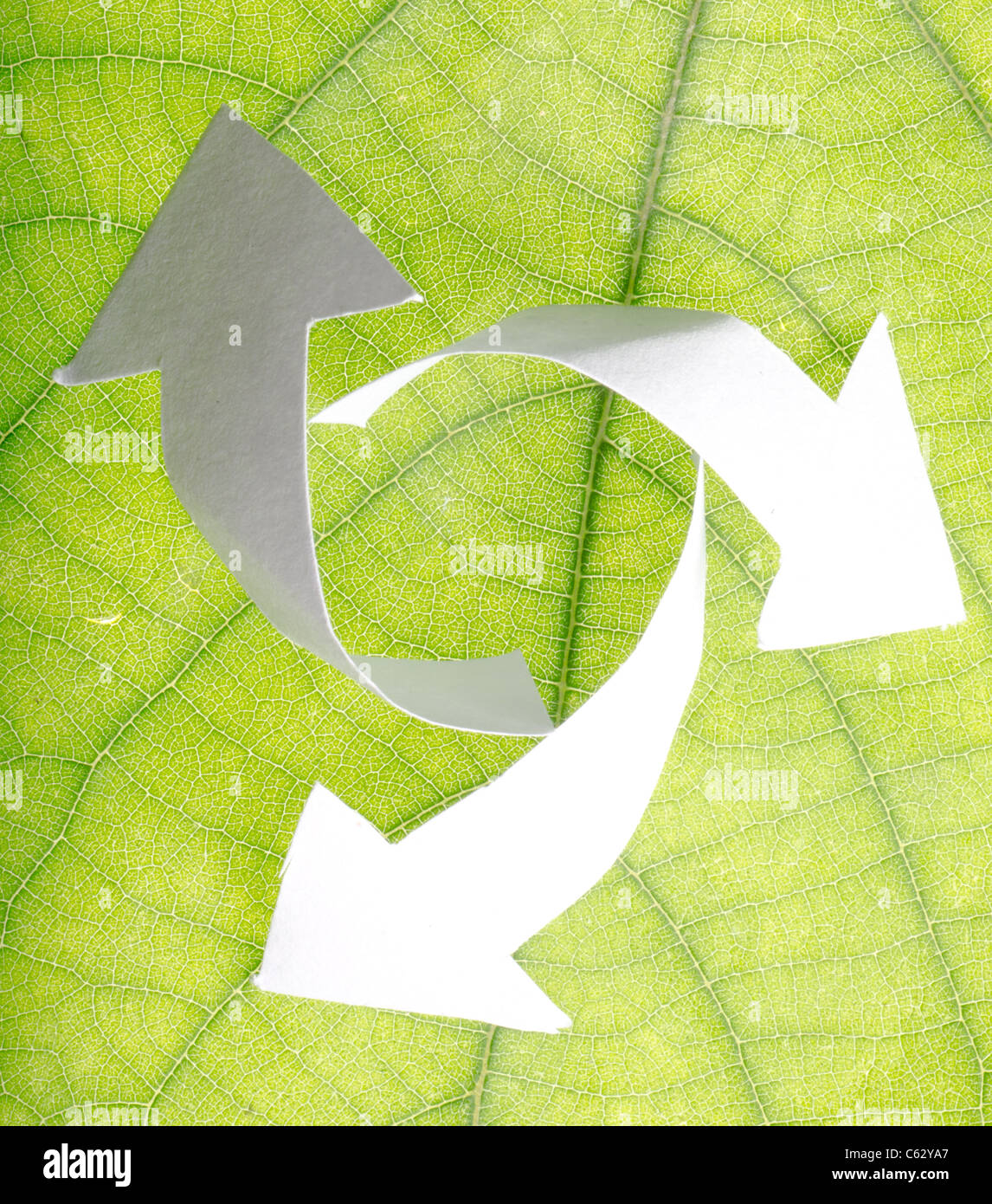 nature recycle abstract concept green leaf background Stock Photo