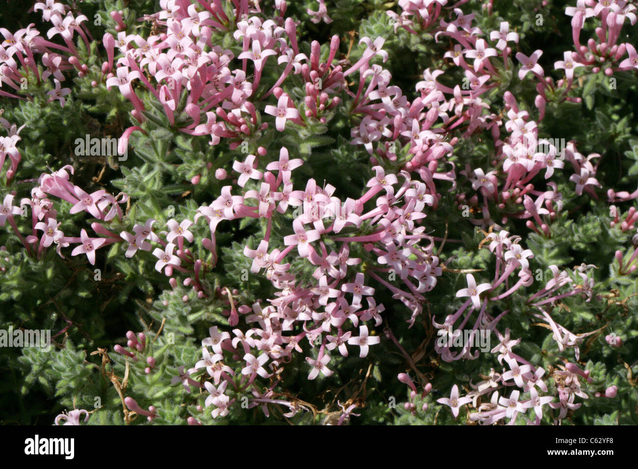 Alpine or Woolly Woodruff, Asperula arcadiensis, Rubiaceae, Greece Stock Photo