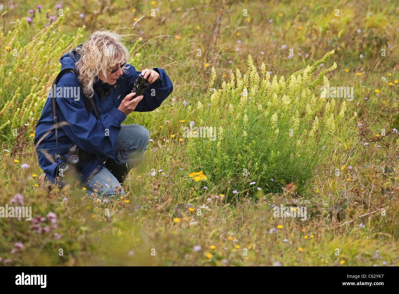 Botanist at Work Stock Photo